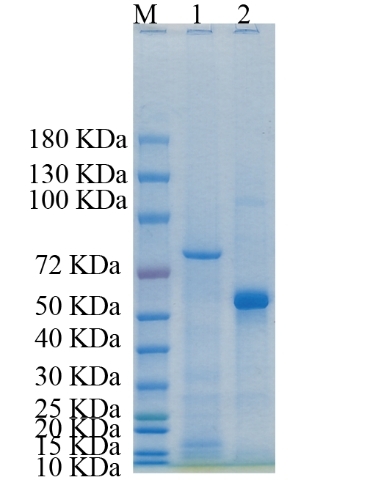 Reducing 4%-20% SDS-PAGE (CBB stained) analysis profile of purified Itih2.
1. Itih2: 1 μg
2. BSA: 1 μg